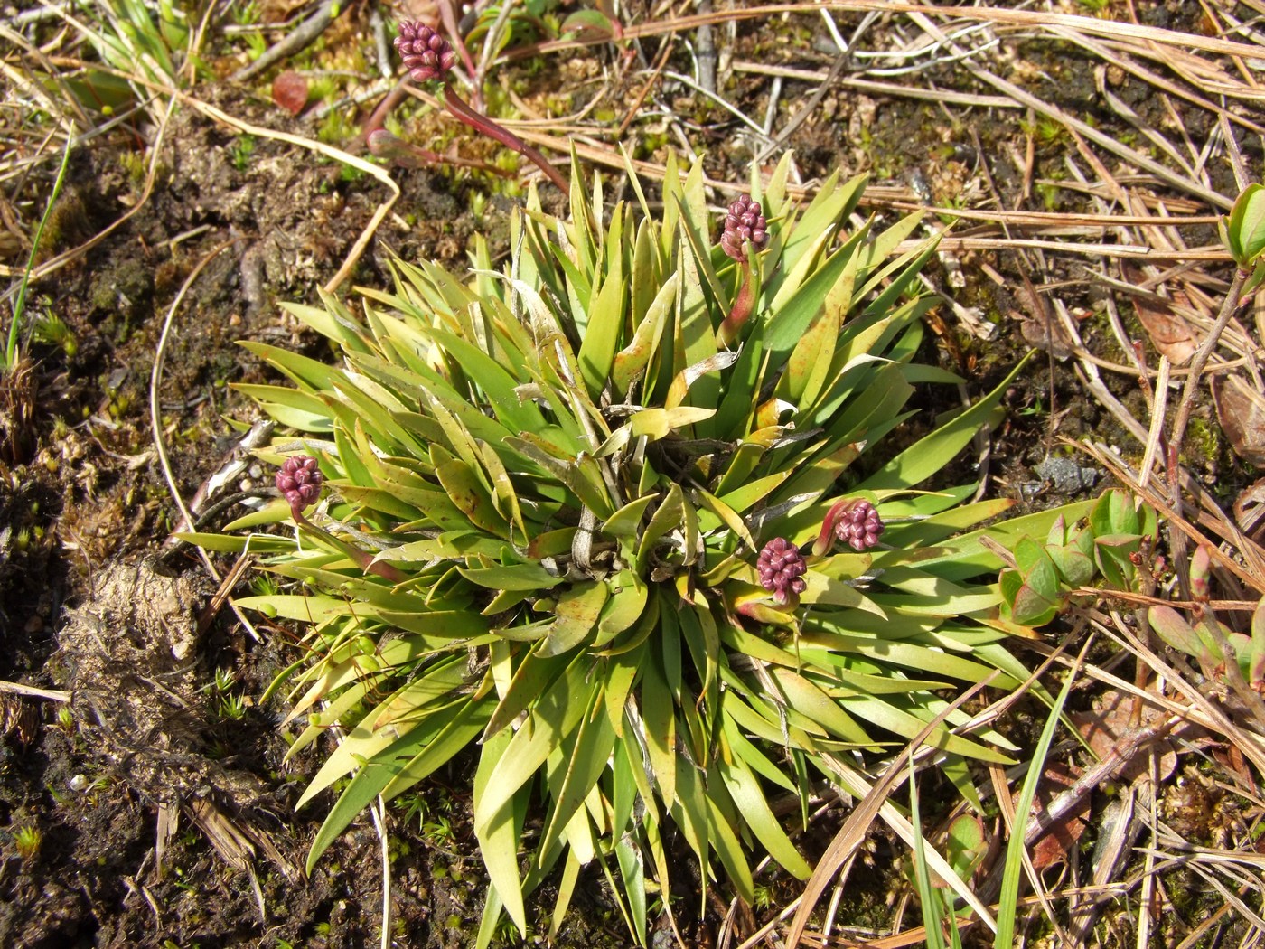 Изображение особи Tofieldia coccinea.