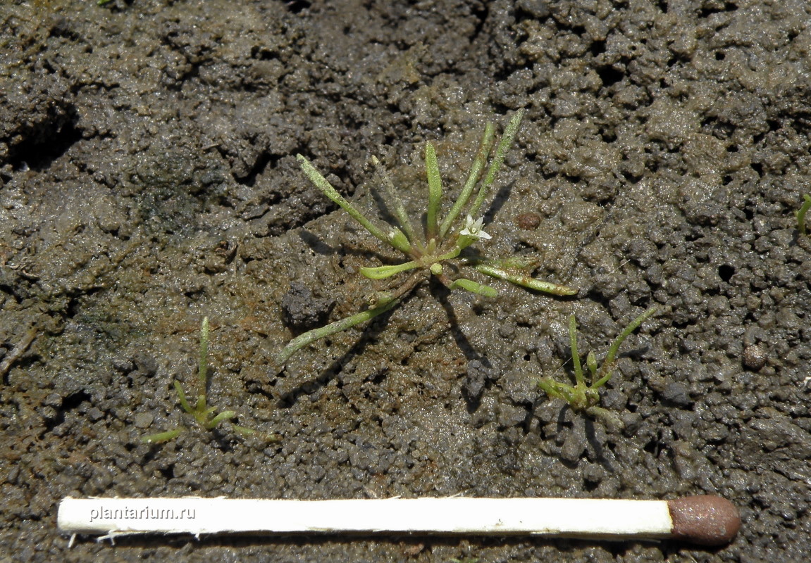 Image of Limosella aquatica specimen.