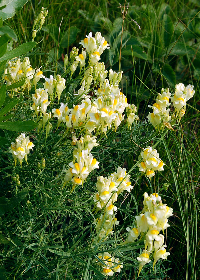 Image of Linaria vulgaris specimen.