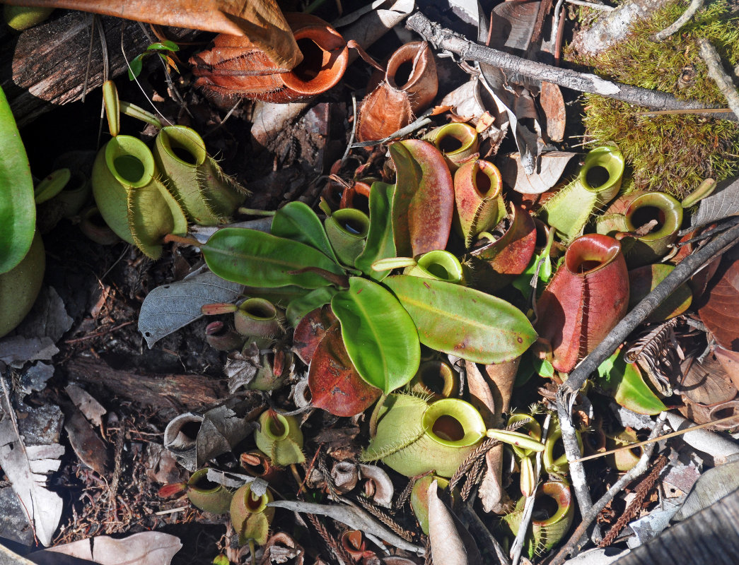 Image of Nepenthes ampullaria specimen.