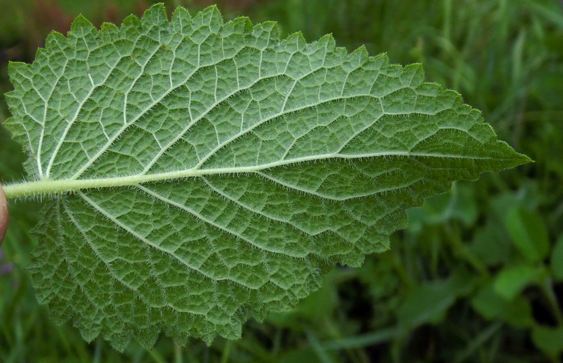 Image of Salvia verticillata specimen.