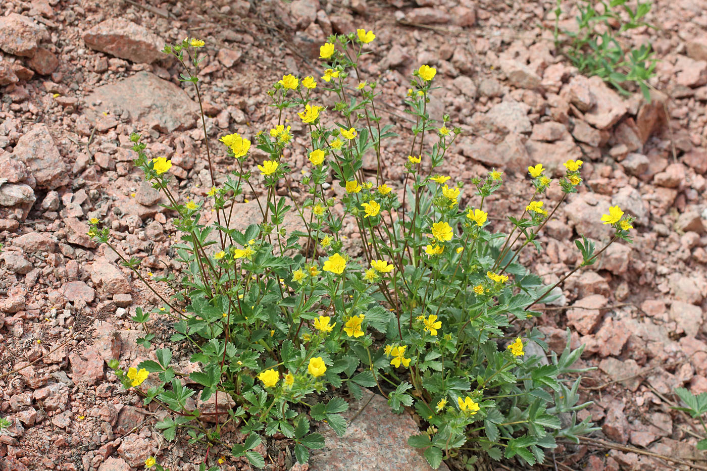 Image of Potentilla tephroleuca specimen.