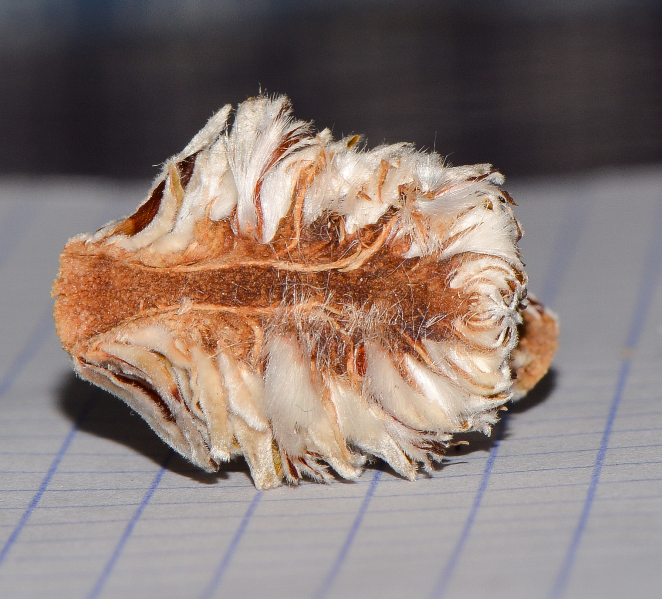 Image of Leucadendron galpinii specimen.