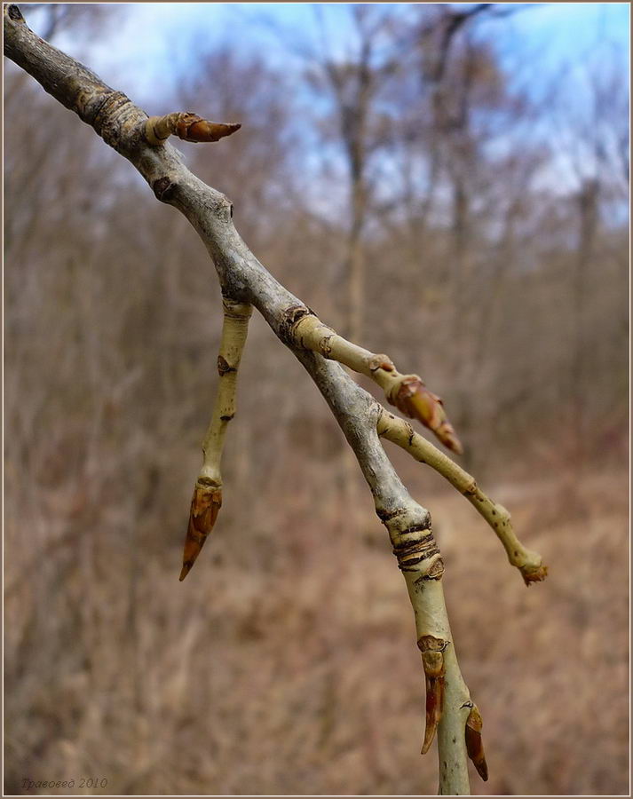 Image of genus Populus specimen.