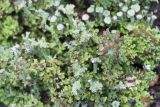 Cladonia gracilis subspecies turbinata. Верхушки подециев с апотециями. Кировская обл., Кирово-Чепецкий р-н, ур. Большое Каринское Болото, вал вдоль канавы, на песчаной почве. 20.07.2017.