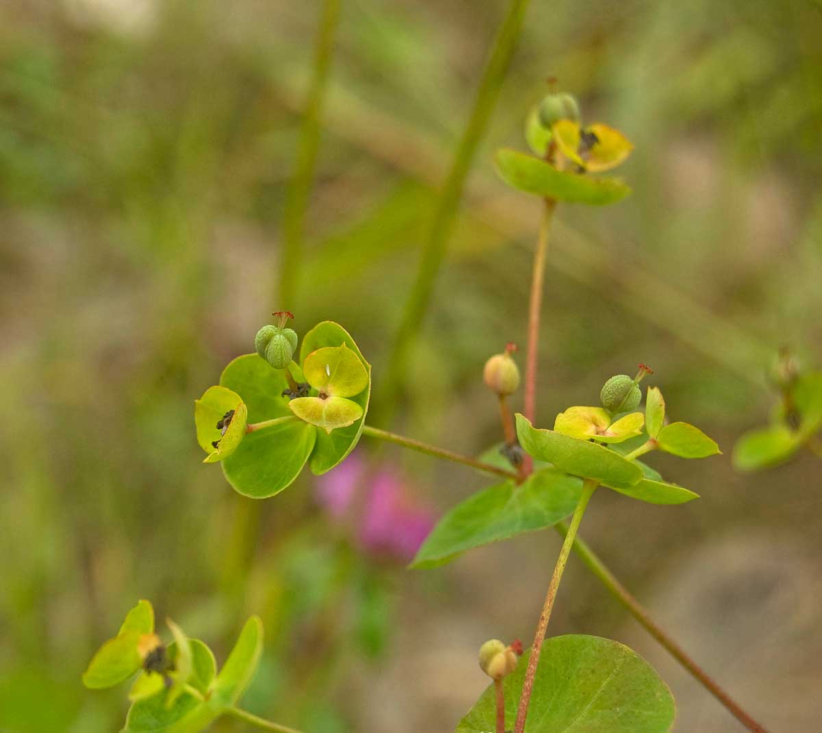 Image of genus Euphorbia specimen.