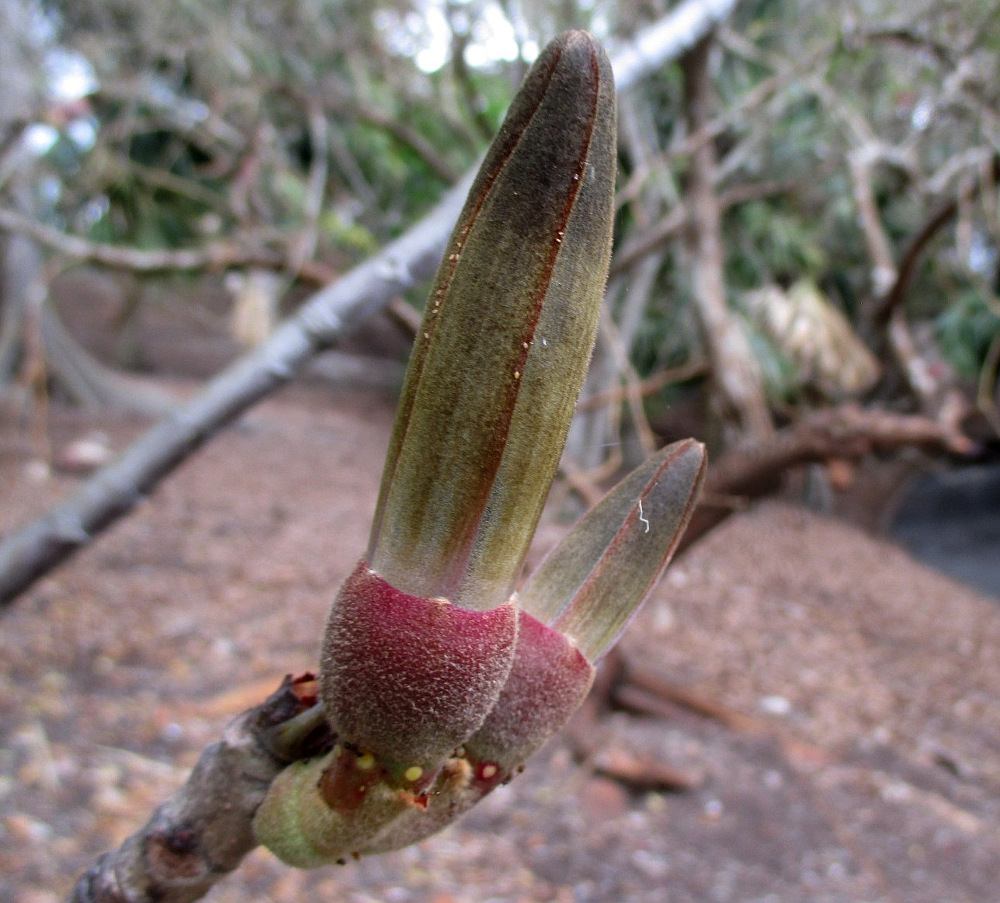 Image of Pseudobombax palmeri specimen.