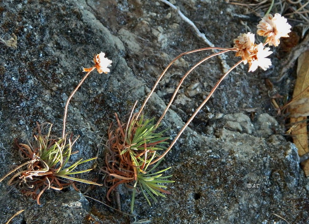 Image of Armeria pubigera specimen.