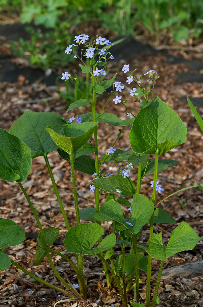 Image of Brunnera macrophylla specimen.