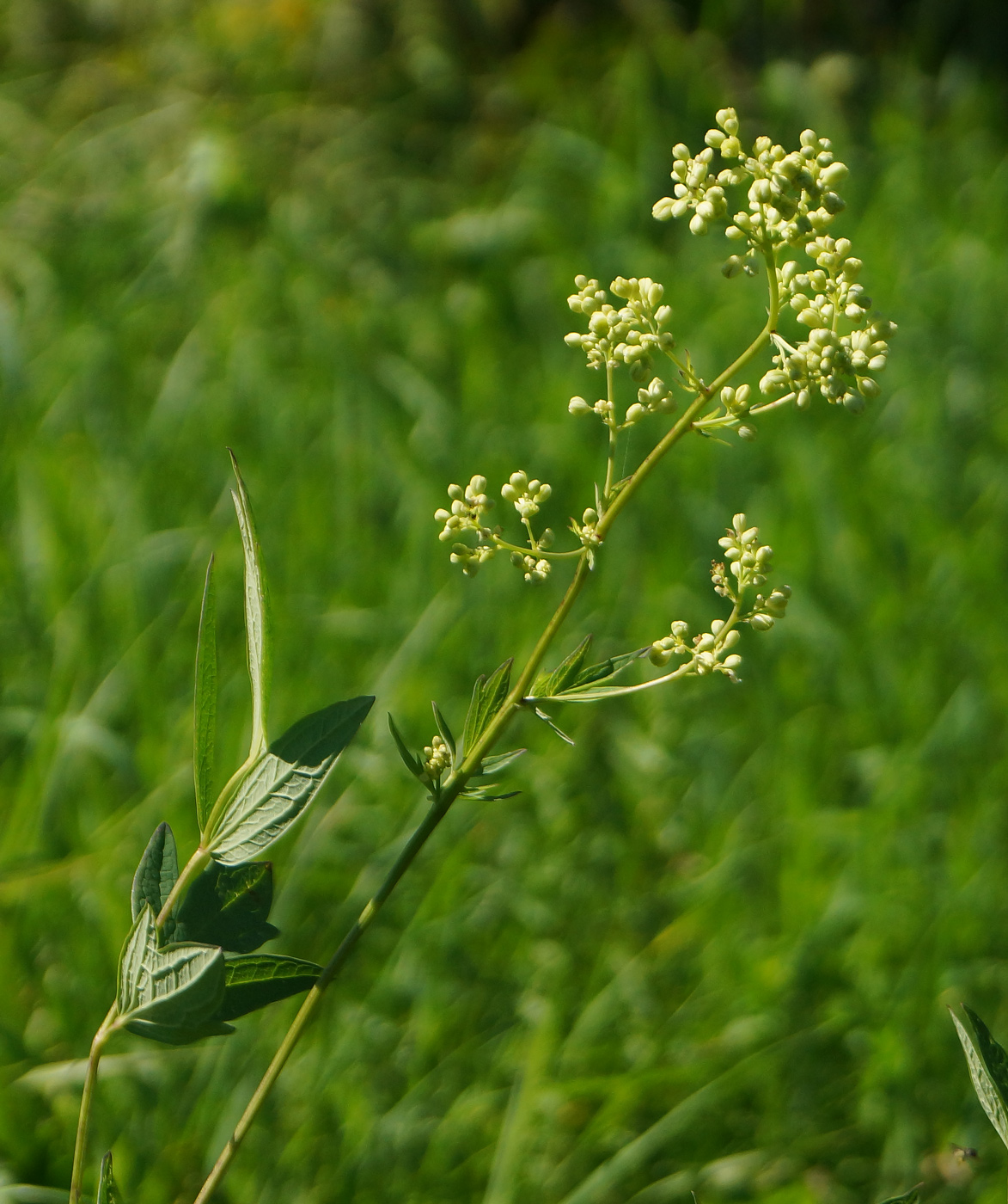 Изображение особи Thalictrum appendiculatum.