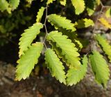 Zelkova carpinifolia. Верхушка побега. Южный берег Крыма, Никитский ботанический сад, в культуре. 29.10.2017.