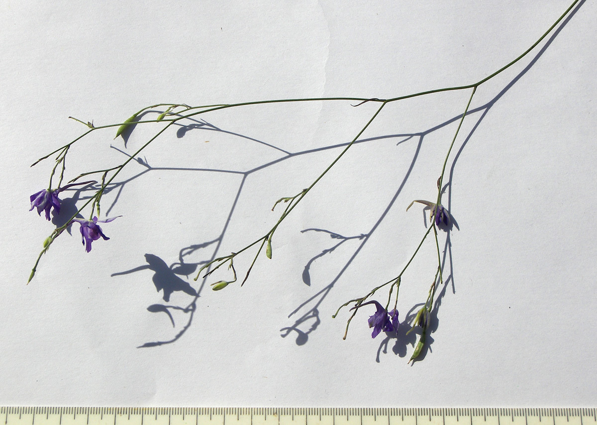 Image of Delphinium paniculatum specimen.