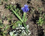 Gentiana decumbens