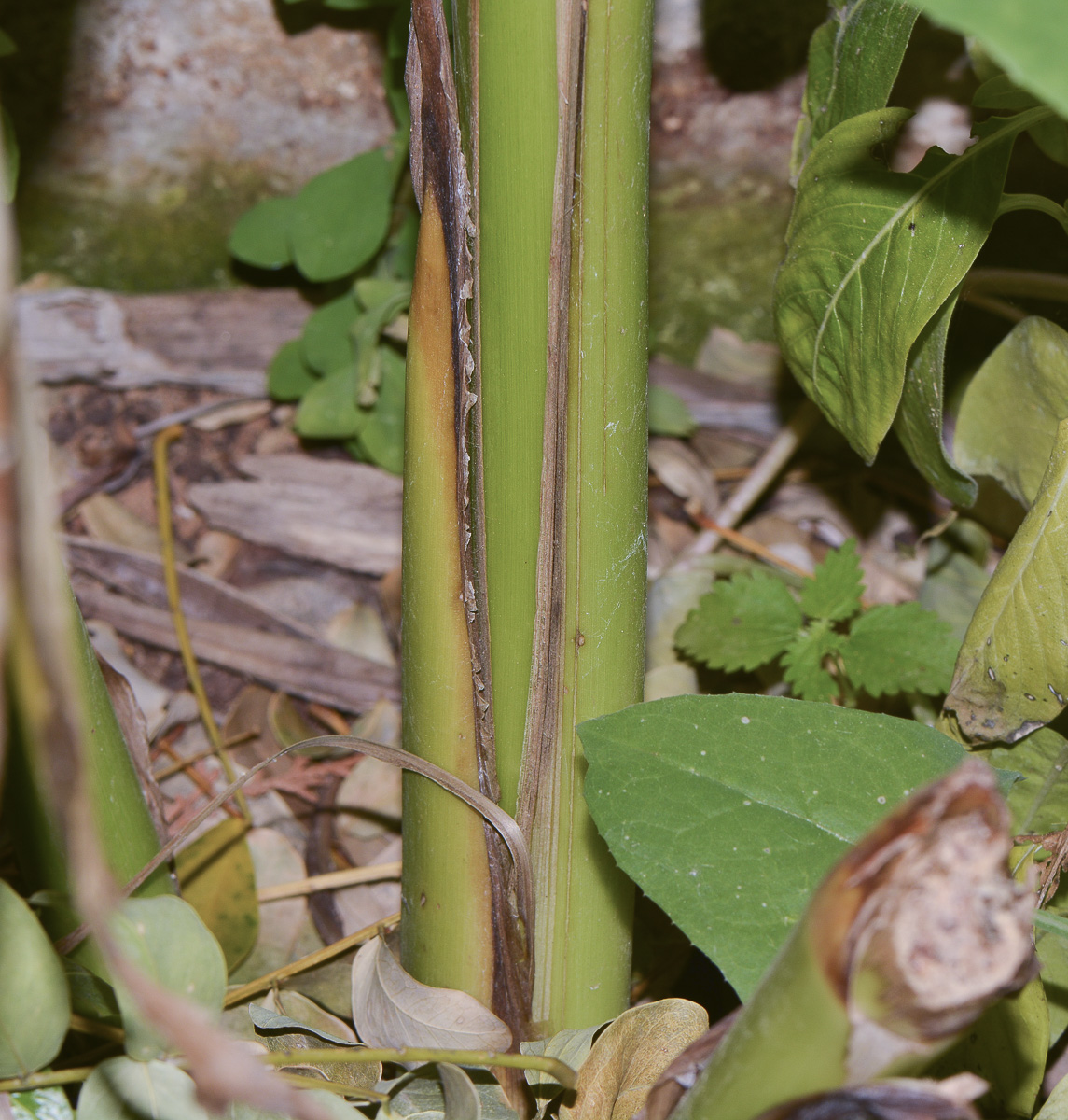 Изображение особи Canna indica.