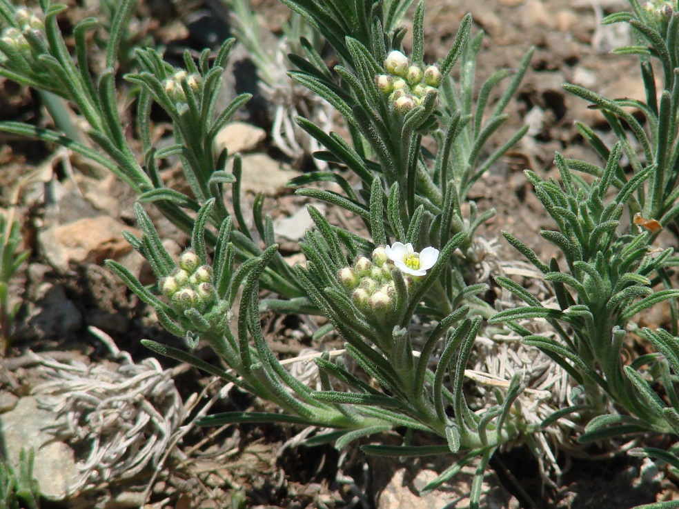 Image of Ptilotrichum tenuifolium specimen.