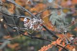 род Sorbus. Часть ветви с соплодием. Китай, Юньнань, национальный парк Пудацо (Potatso National Park), 22 км от г. Шангри-Ла, берег оз. Битахай (Бита), ≈ 3500 м н.у.м. 29 октября 2016 г.