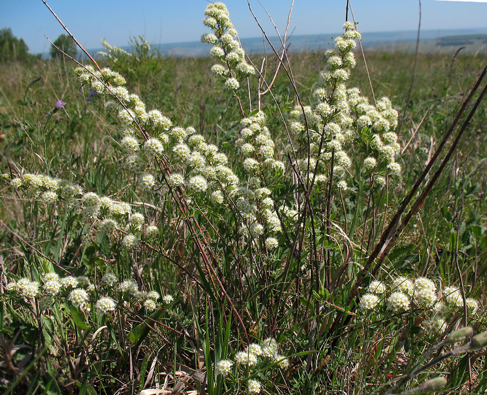 Image of Spiraea crenata specimen.