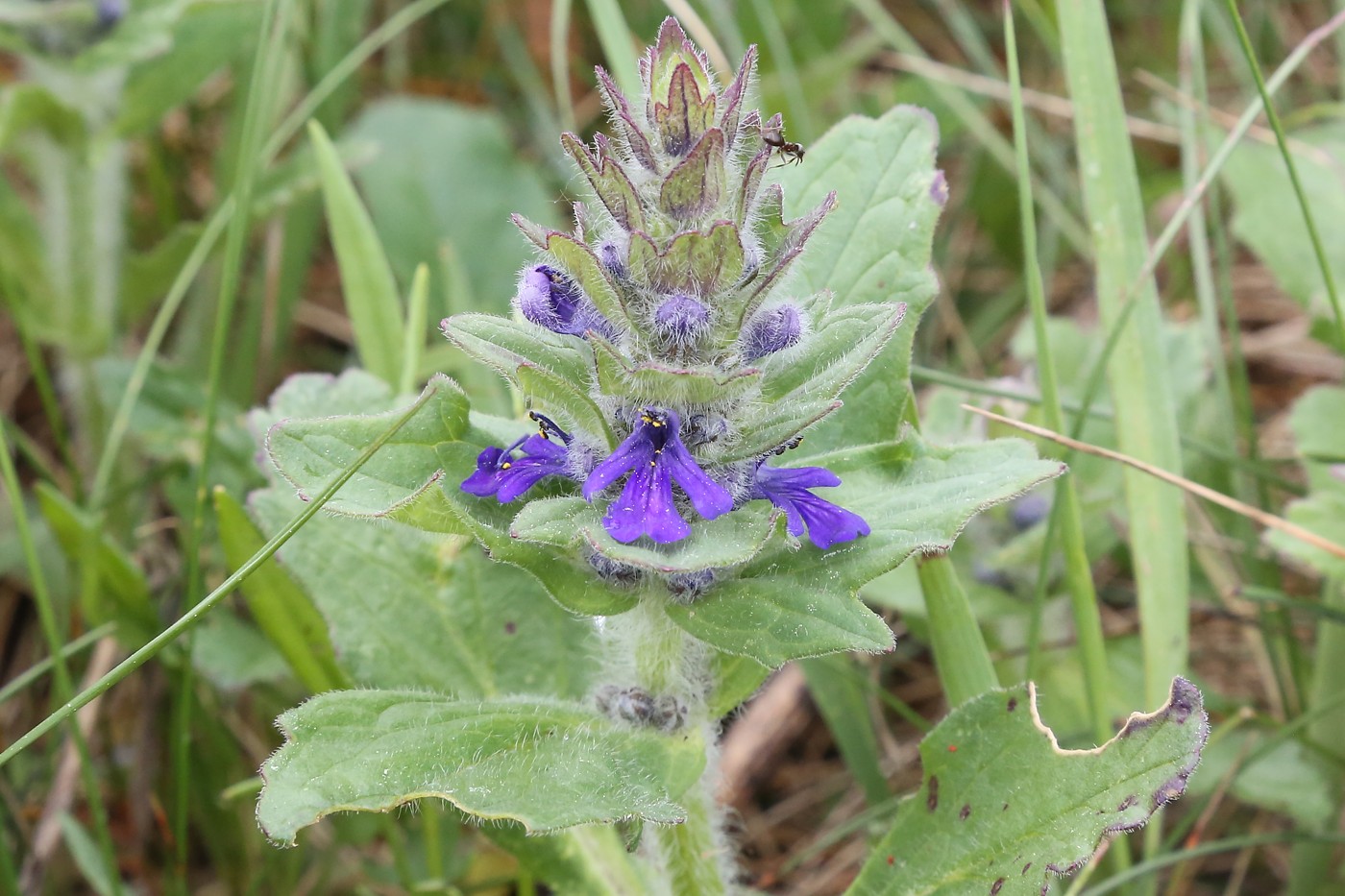 Image of Ajuga genevensis specimen.