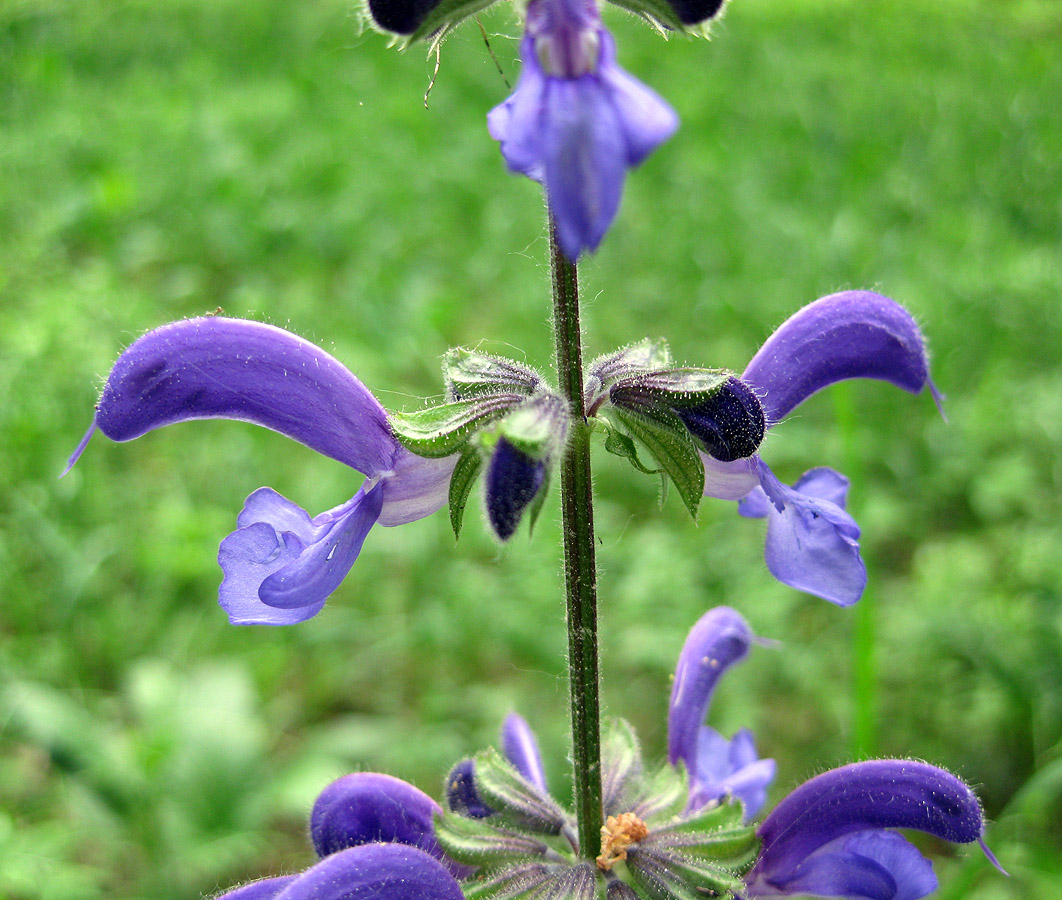 Изображение особи Salvia pratensis.