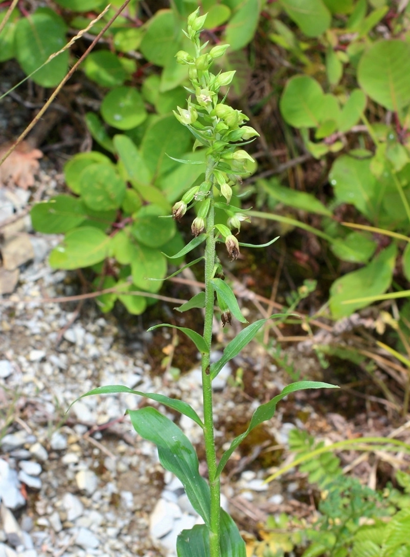 Изображение особи Epipactis muelleri.