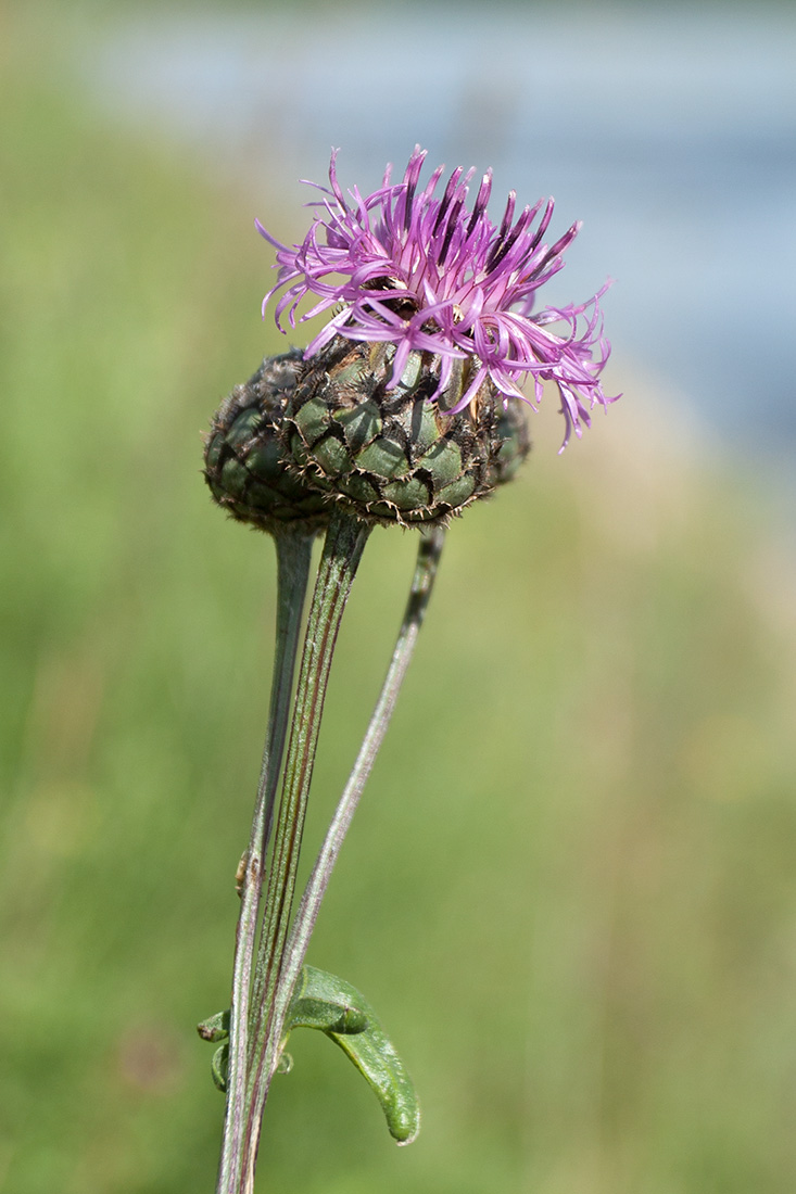 Image of Centaurea scabiosa specimen.