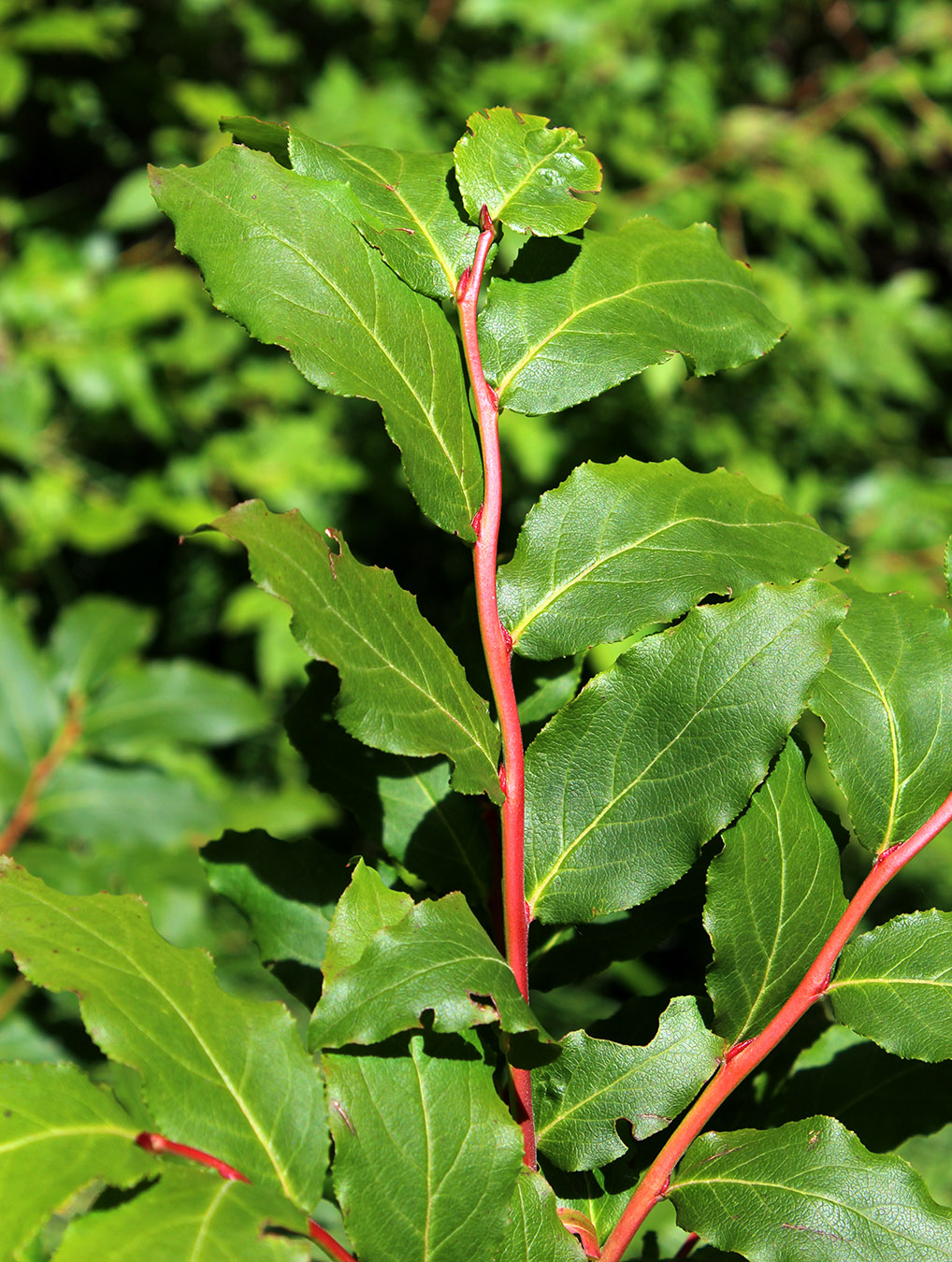 Изображение особи Vaccinium arctostaphylos.