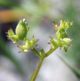 Valerianella rimosa