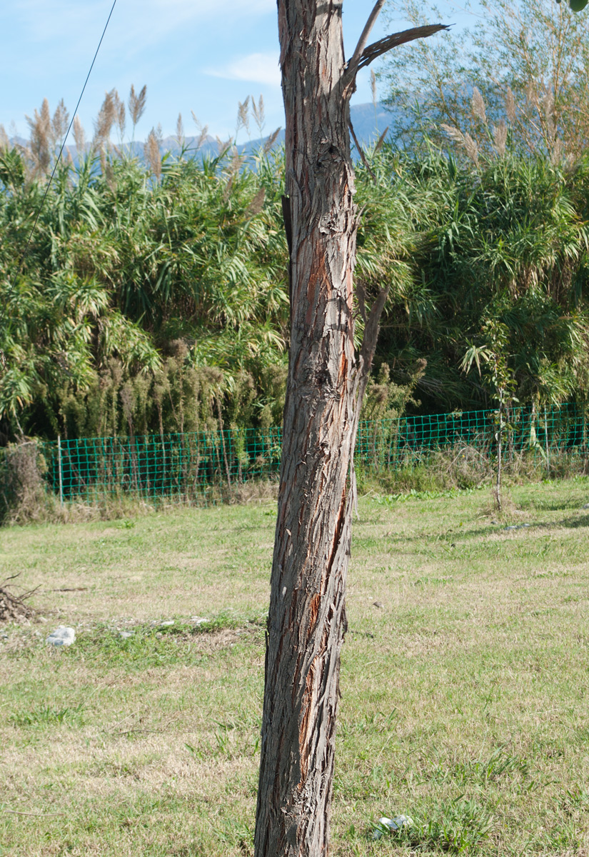 Изображение особи Eucalyptus gunnii.