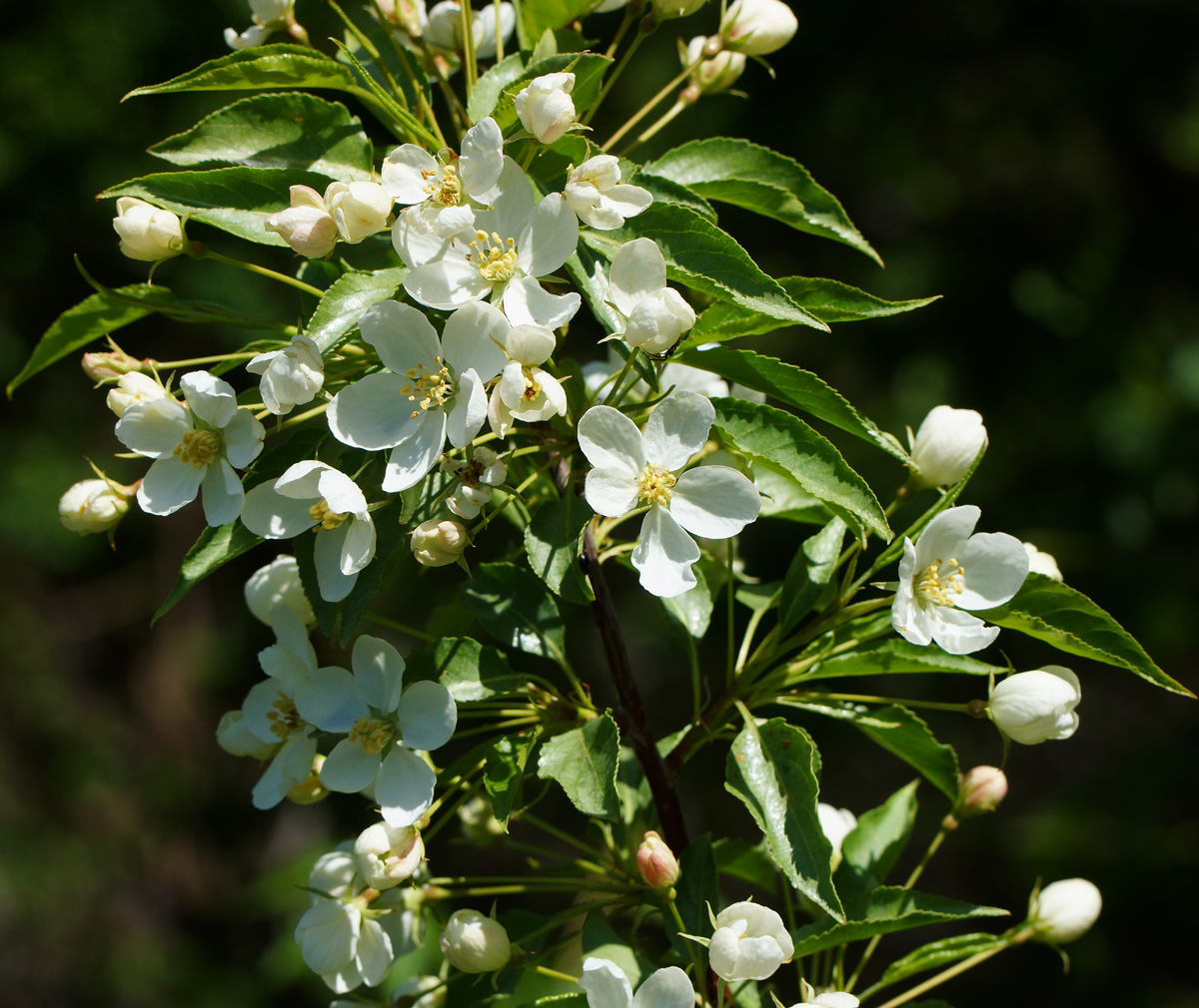 Image of genus Malus specimen.