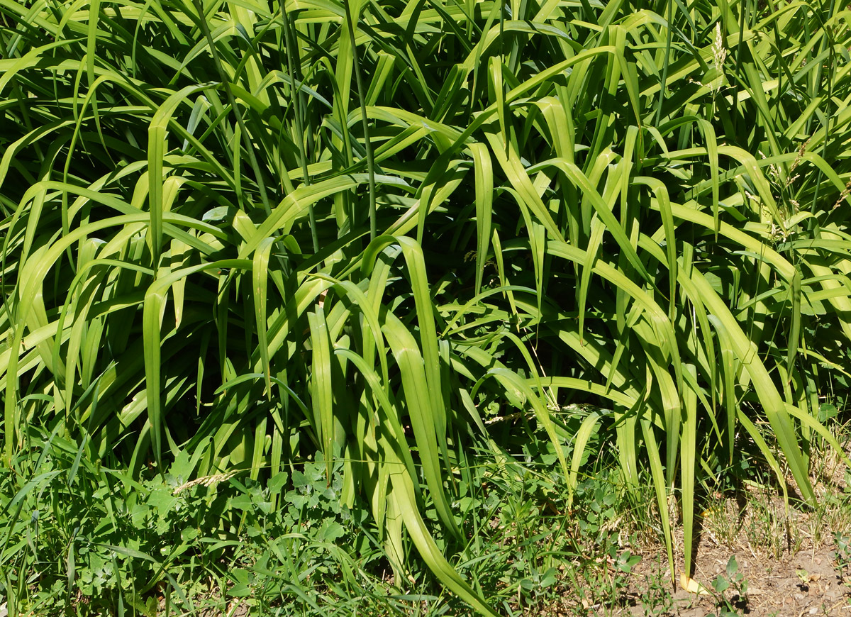 Image of Hemerocallis fulva specimen.