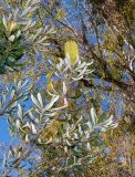 Banksia integrifolia