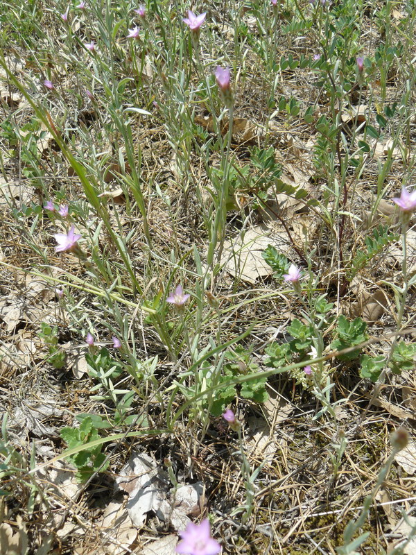 Image of Xeranthemum cylindraceum specimen.