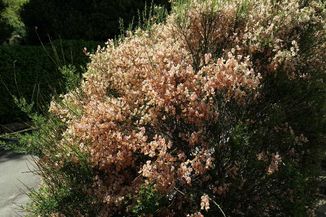 Image of Cytisus &times; praecox specimen.