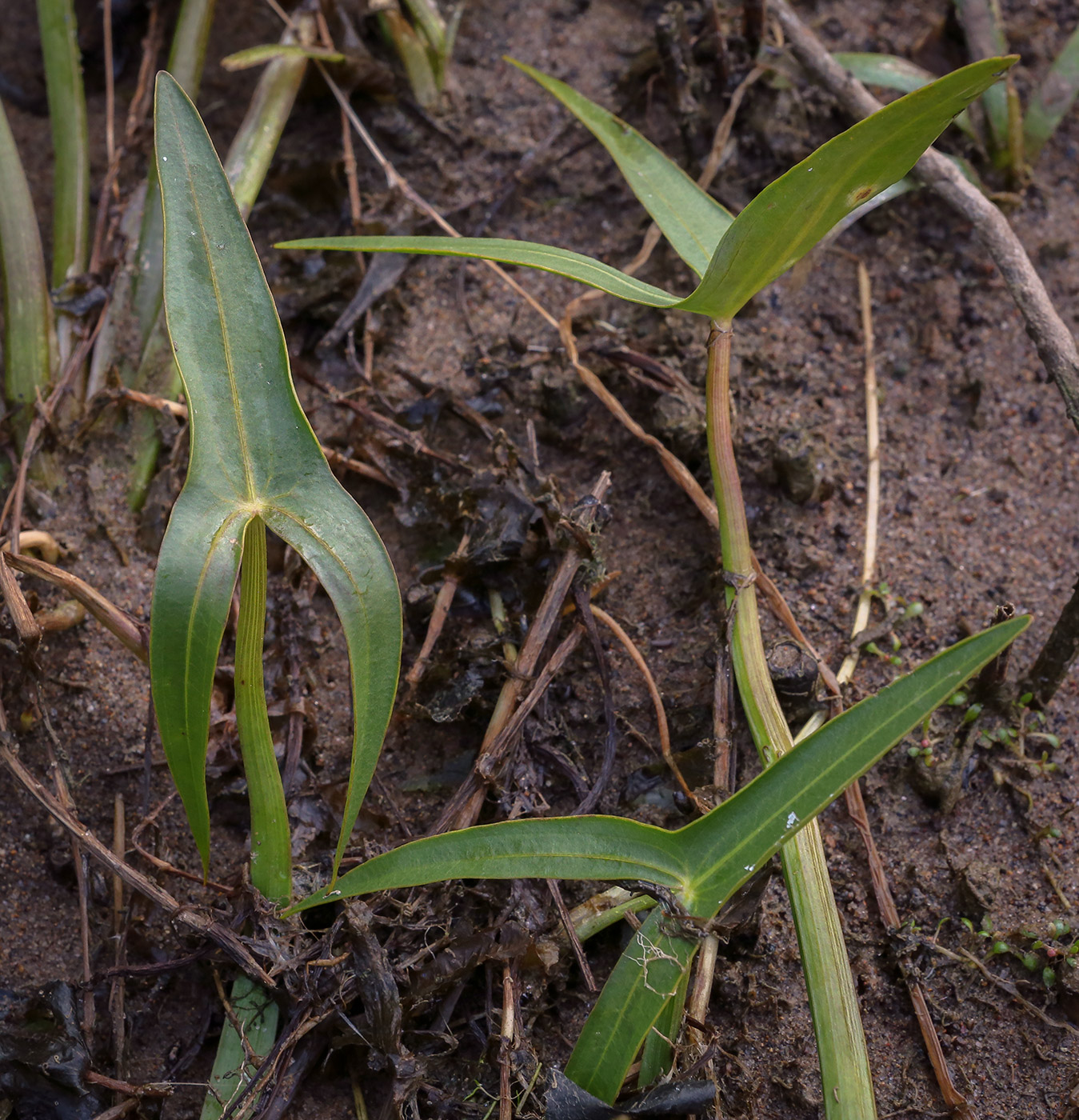 Image of Sagittaria sagittifolia specimen.