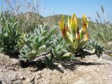 Astragalus nikitinae. Цветущее растение. Южный Казахстан, западные отроги Киргизского хр., горы Ботамойнак в окр. г. Тараз, ≈ 950 м н.у.м., плоскоскальный гребень гор. 18 апреля 2019 г.