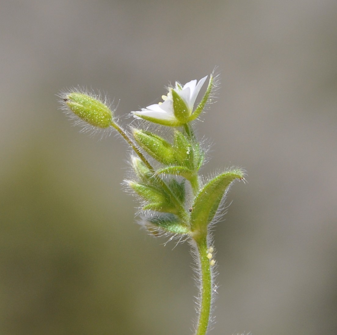 Image of Cerastium brachypetalum ssp. roeseri specimen.