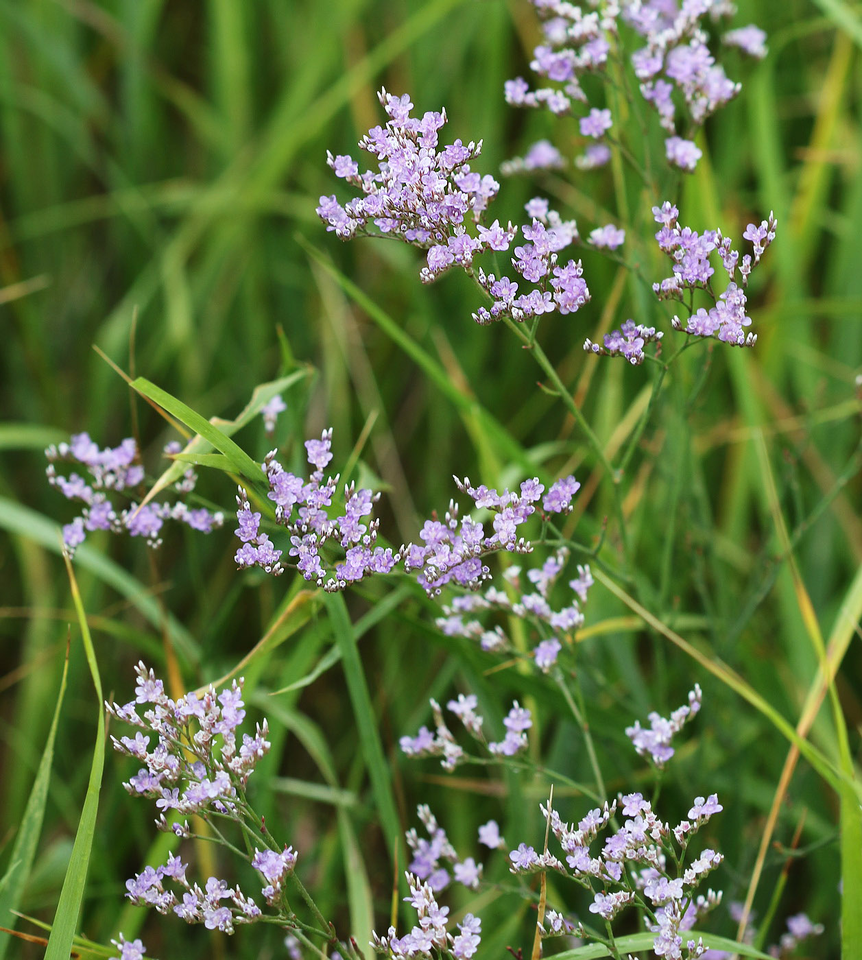 Image of Limonium gmelinii specimen.