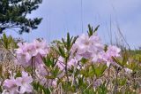 Rhododendron schlippenbachii. Верхушка цветущего растения. Приморье, Хасанский р-н, окр. б. Витязь, вершина сопки. 12.05.2019.