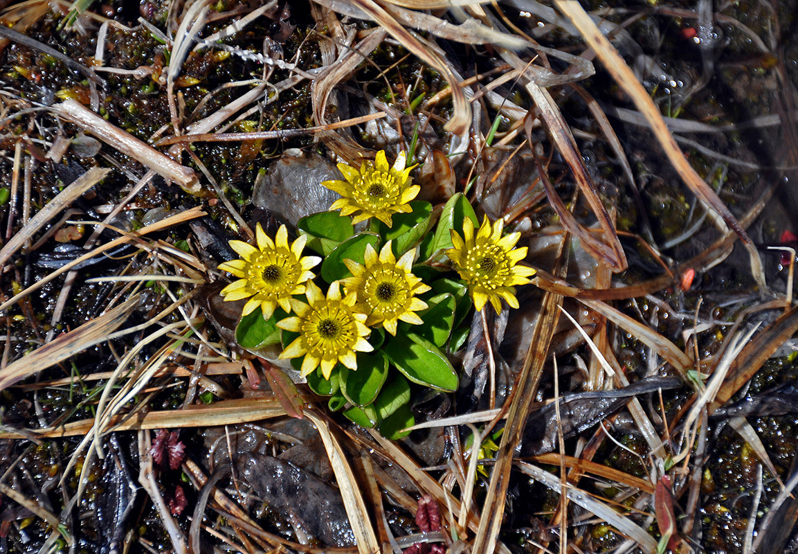 Image of Oxygraphis glacialis specimen.