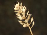 Alyssum hirsutum. Высохшее соплодие с частично выпавшими семенами. Крым, Севастополь, Северная сторона, в сосновой роще. Июль 2019 г.