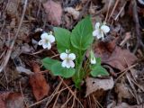 Viola alexandrowiana