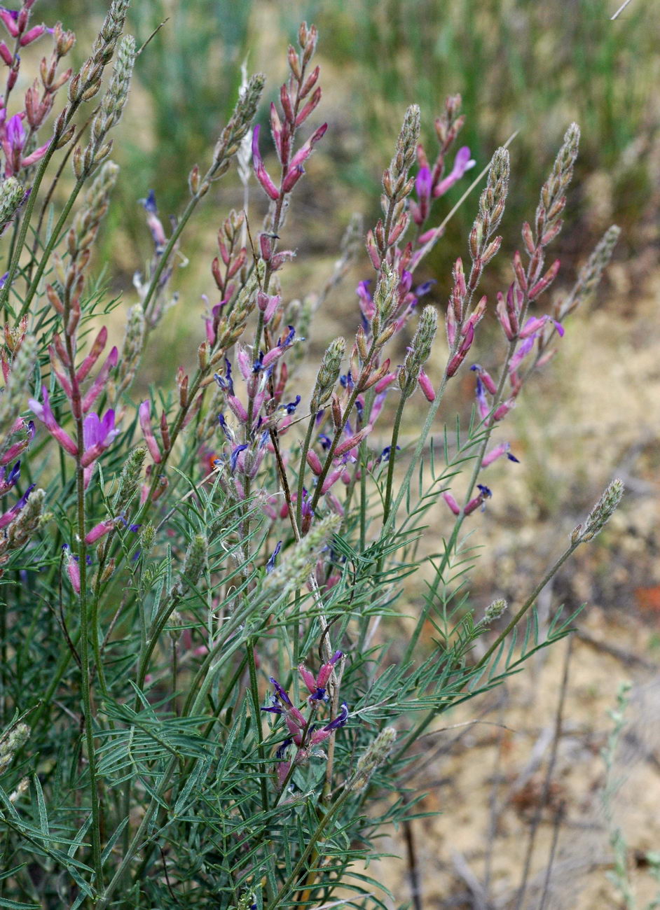 Image of Astragalus varius specimen.