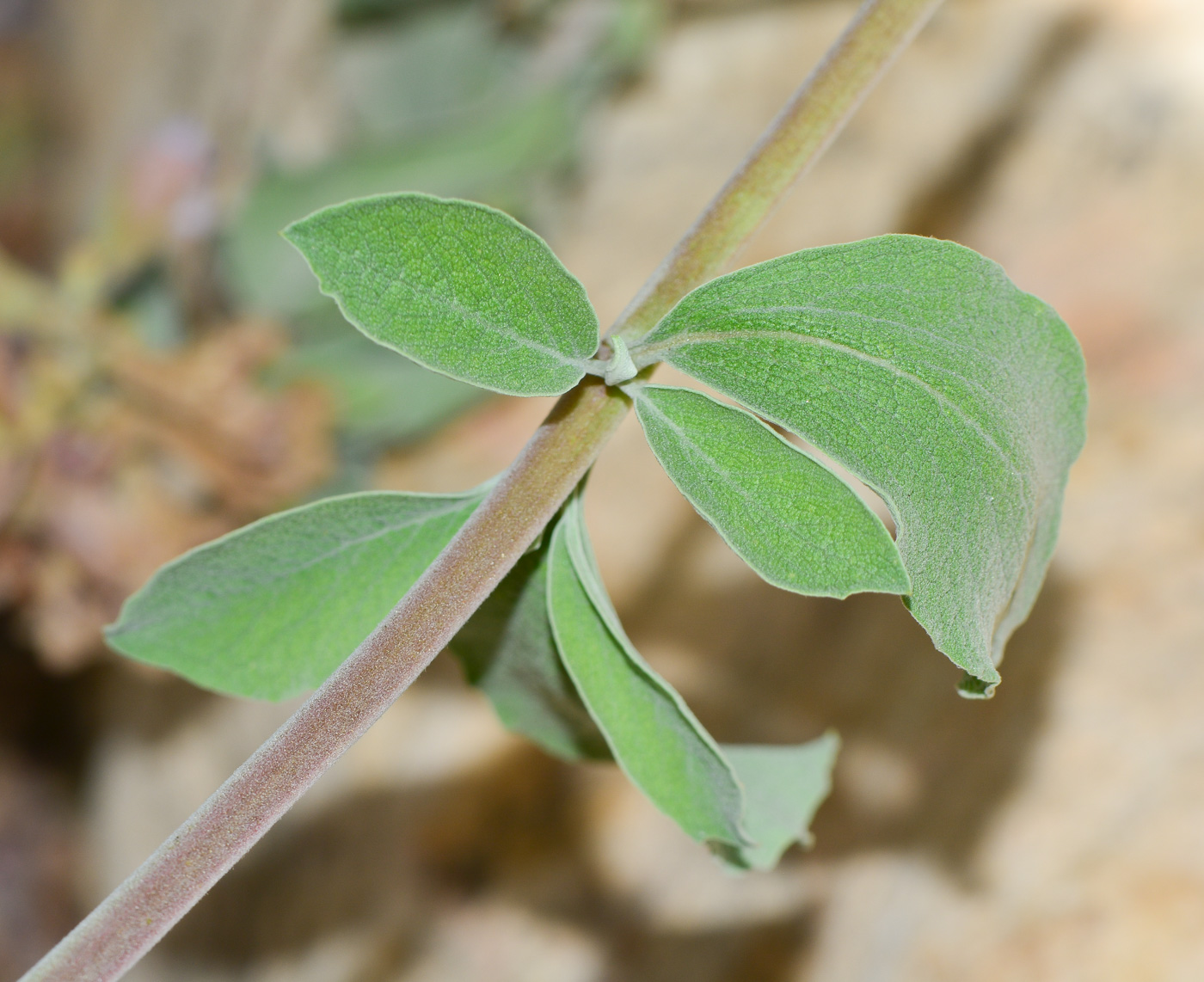 Image of Salvia dolomitica specimen.