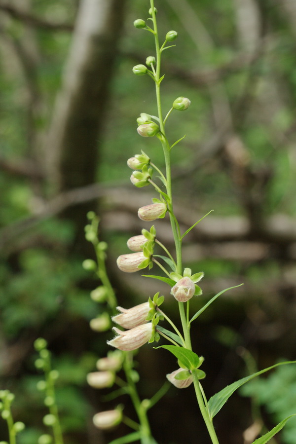 Image of Digitalis ciliata specimen.