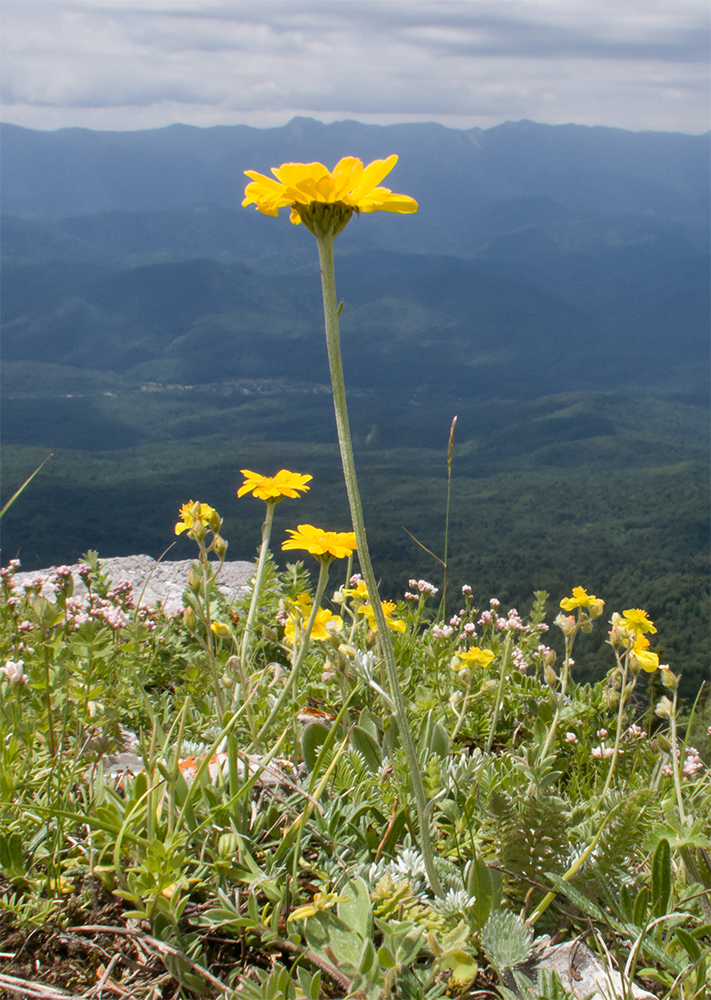 Image of Anthemis marschalliana ssp. pectinata specimen.