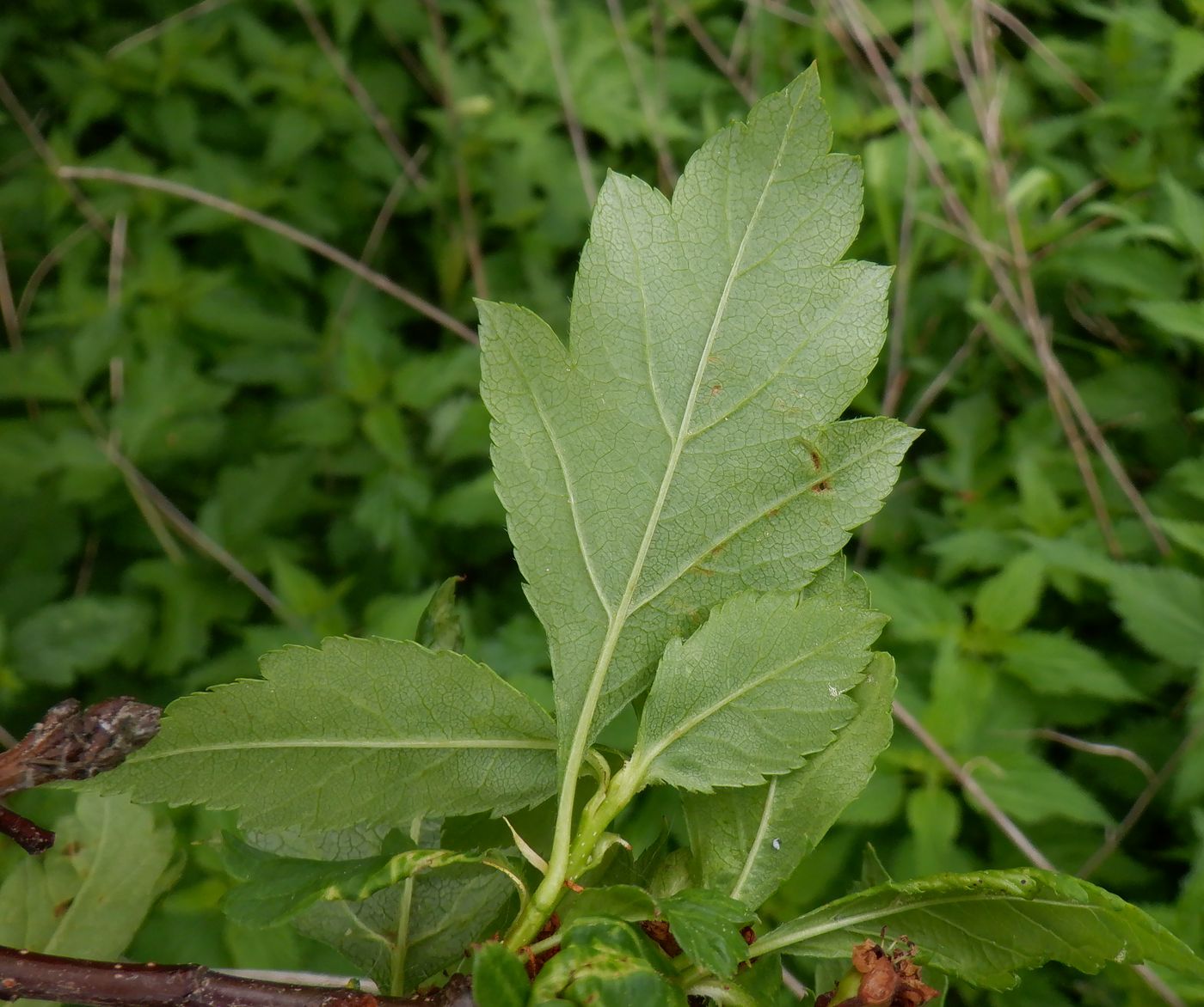 Изображение особи род Crataegus.