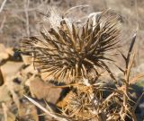 Lamyra echinocephala