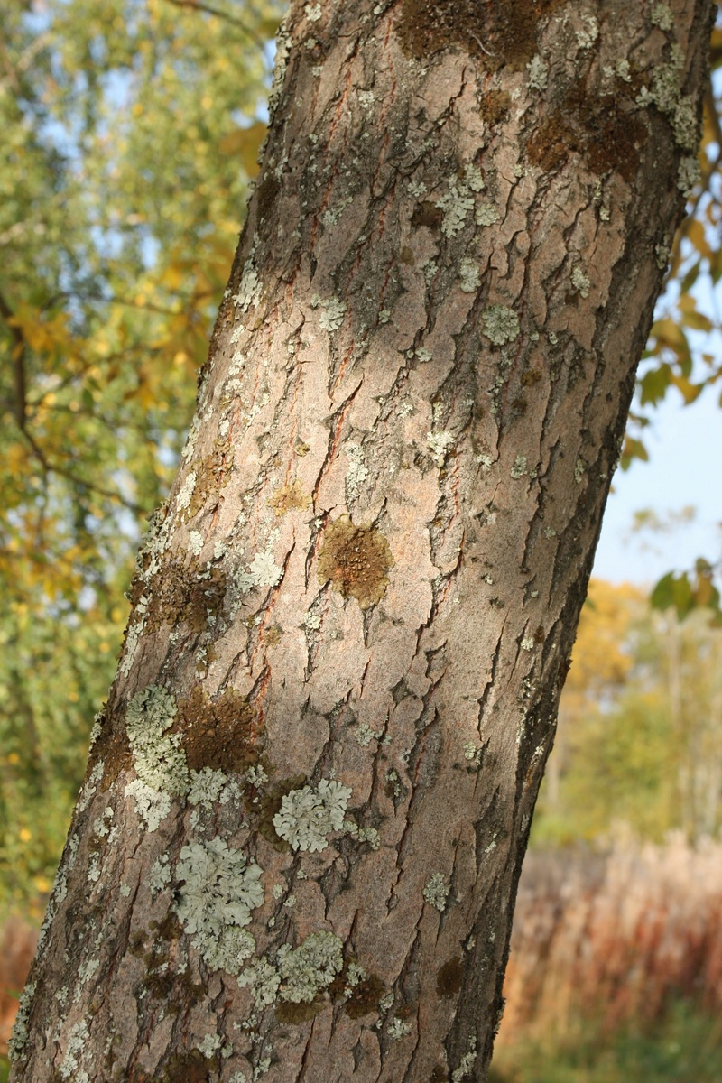 Image of Salix caprea specimen.