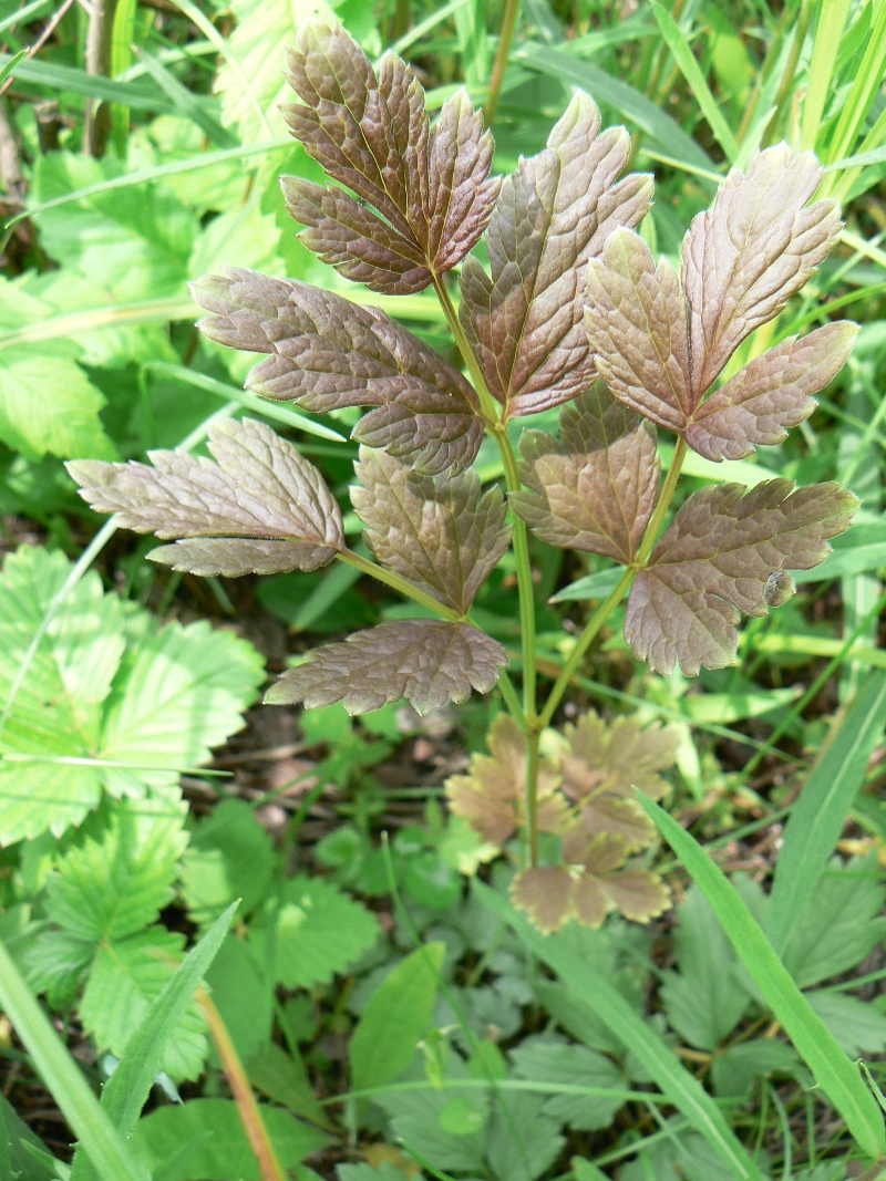 Image of Cimicifuga simplex specimen.