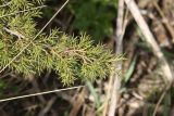 Juniperus hemisphaerica